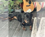 Small Photo #9 Dachshund-Rottweiler Mix Puppy For Sale in Orlando, FL, USA