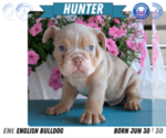 Small #10 English Bulldog
