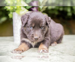 Puppy Charley Australian Shepherd