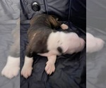 Small #2 American Bulldog