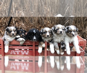 Australian Shepherd Puppy for sale in CHESTERFIELD, MI, USA