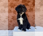 Small #5 Aussiedoodle
