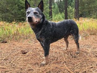 Father of the Australian Cattle Dog puppies born on 08/18/2018