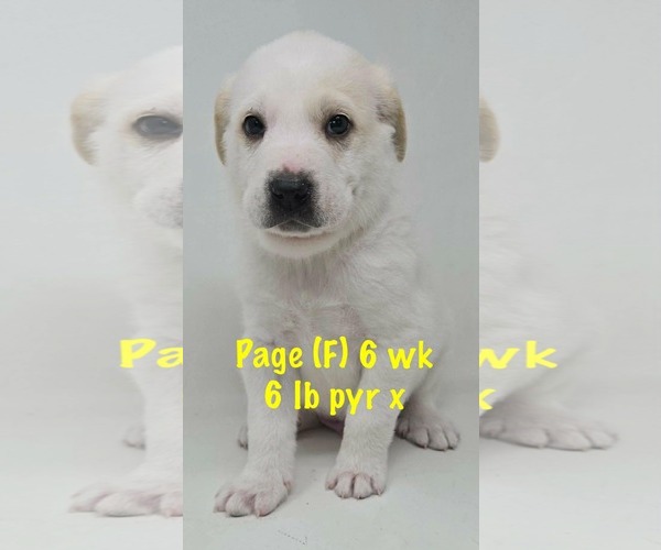 Medium Photo #7 Great Pyrenees-Unknown Mix Puppy For Sale in pomfret, CT, USA