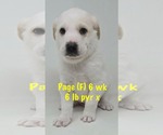 Small #6 Great Pyrenees Mix