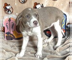 Small #2 American Pit Bull Terrier Mix