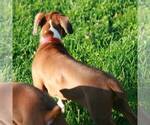 Small Photo #2 Boxer Puppy For Sale in PINE GROVE, PA, USA