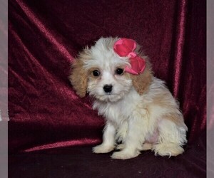 Cavapoo Puppy for sale in BARNESVILLE, KS, USA