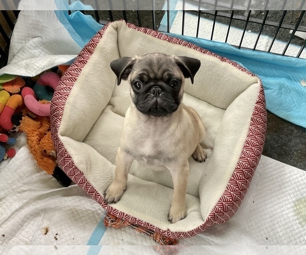 Medium Photo #6 Pug Puppy For Sale in BERWYN, IL, USA