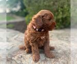 Small #1 Miniature Labradoodle