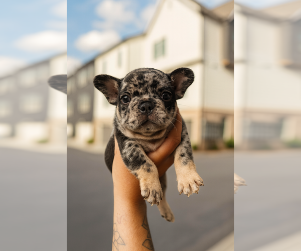 Medium Photo #8 French Bulldog Puppy For Sale in ATLANTA, GA, USA
