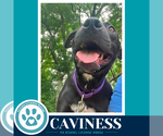 Small #2 Labrador Retriever Mix