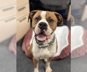 Boxer-Unknown Mix Dogs for adoption in St. Louis Park, MN, USA