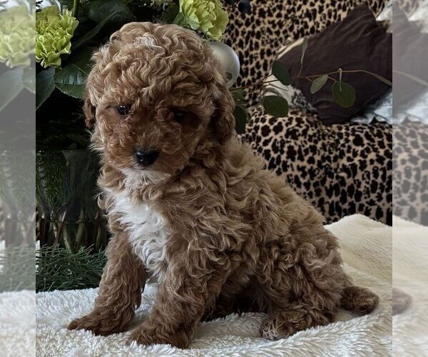 Medium Photo #2 Poodle (Toy) Puppy For Sale in PARADISE, PA, USA