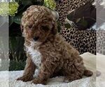 Small #1 Poodle (Toy)