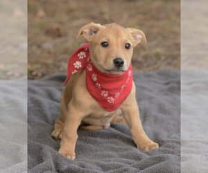 Labrador Retriever-Unknown Mix Dogs for adoption in Dana Point, CA, USA