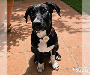 Labrador Retriever-Retriever  Mix Dogs for adoption in Washington, DC, USA