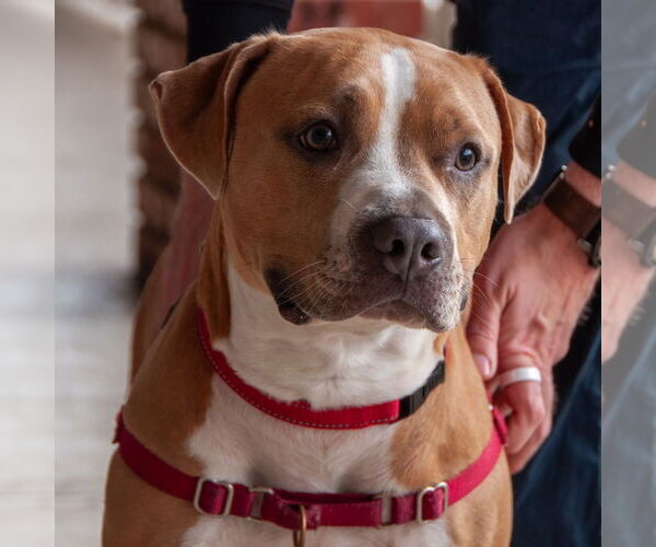Medium Photo #4 Staffordshire Bull Terrier-Unknown Mix Puppy For Sale in San Jose, CA, USA