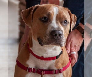 Nilla - Female American Pit Bull Terrier Dog for Adoption - Photo #3