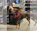 Small Photo #22 Doberman Pinscher Puppy For Sale in Buffalo, MN, USA