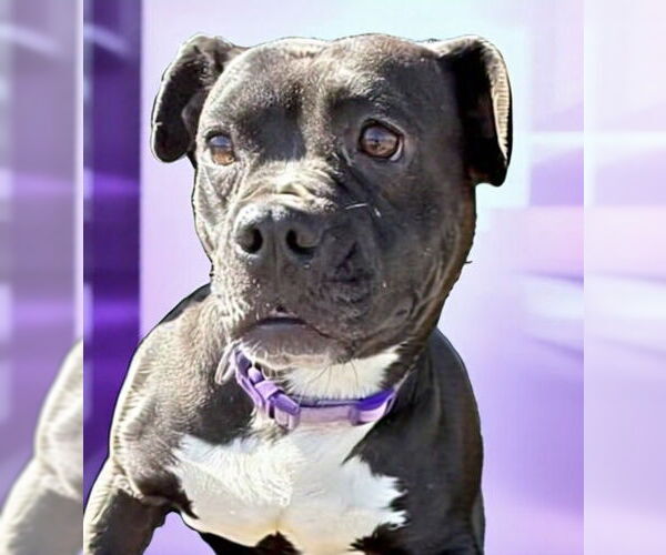 Medium Photo #2 Boston Terrier-Unknown Mix Puppy For Sale in Rustburg, VA, USA