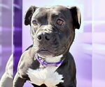 Small #1 Boston Terrier Mix