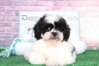 Small Photo #5 Lhasa-Poo Puppy For Sale in BEL AIR, MD, USA
