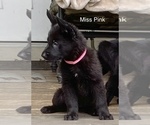 Small #5 German Shepherd Dog