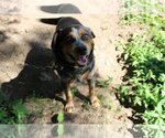 Small #2 Beagle Mix