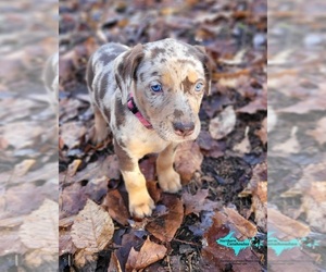 Catahoula Leopard Dog Puppy for sale in MORAN, MI, USA