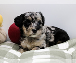 Puppy 4 Havanese-Poodle (Toy) Mix