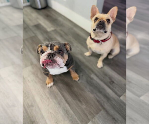 Medium Photo #3 Bulldog Puppy For Sale in Las Vegas, NV, USA