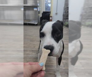 Lilith aka Lily - Female Mutt Dog for Adoption - Photo #26