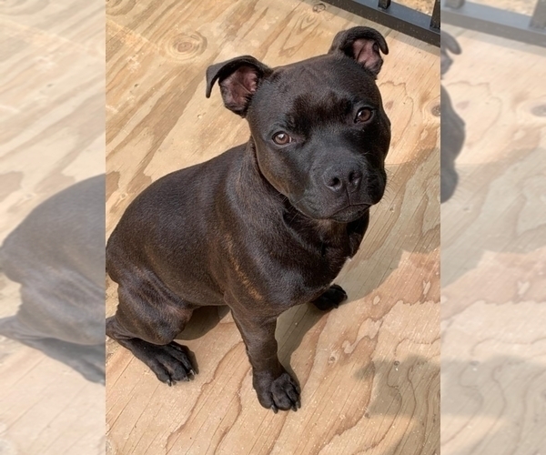 Medium Photo #2 Staffordshire Bull Terrier Puppy For Sale in HOUSTON, TX, USA
