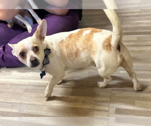 Chihuahua-Unknown Mix Dogs for adoption in Cranston, RI, USA