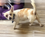 Pickles in TX - Male Chihuahua-Unknown Mix Dog for Adoption - Small photo