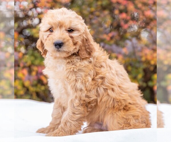 Medium Photo #3 Goldendoodle-Poodle (Miniature) Mix Puppy For Sale in MYERSTOWN, PA, USA