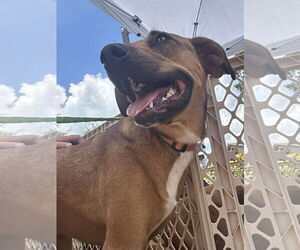 Mutt Dogs for adoption in Germantown, OH, USA