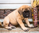 Small Photo #9 Mastiff Puppy For Sale in WAKARUSA, IN, USA