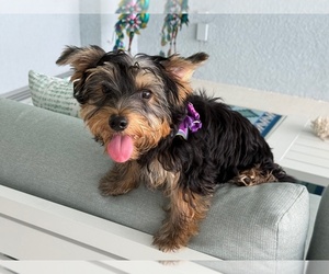 Yorkshire Terrier Puppy for sale in PARRISH, FL, USA