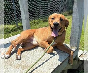 Labrador Retriever-Unknown Mix Dogs for adoption in Virginia Beach, VA, USA