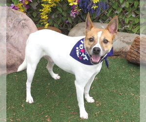 Mutt Dogs for adoption in Oklahoma City, OK, USA
