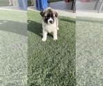 Small Photo #21 Akita-Alusky Mix Puppy For Sale in SAN JACINTO, CA, USA