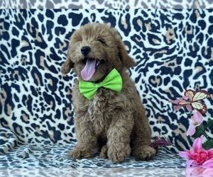 Goldendoodle (Miniature) Puppy for sale in LANCASTER, PA, USA