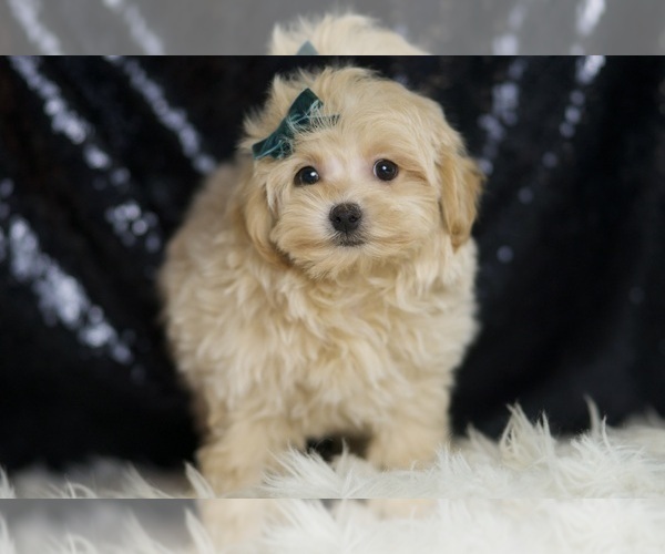 Medium Photo #132 Maltipoo Puppy For Sale in WARSAW, IN, USA