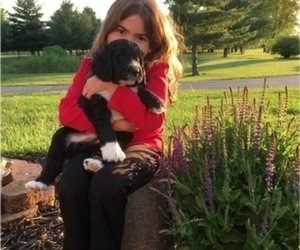 Bloodhound Puppy for sale in IRONBOUND, NJ, USA