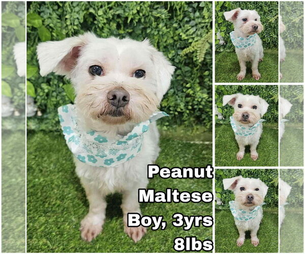Medium Photo #1 Maltese Puppy For Sale in Seattle, WA, USA