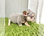 Small Photo #58 French Bulldog Puppy For Sale in BATON ROUGE, LA, USA
