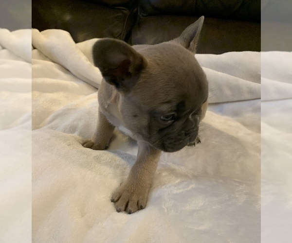 Medium Photo #5 French Bulldog Puppy For Sale in JOHNS ISLAND, SC, USA