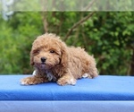 Small #10 Poodle (Toy)